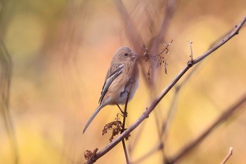 Siberian Long-tailed Rosefinch Hakodateyama Tue, 11/3/2020