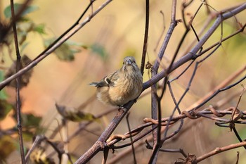 Siberian Long-tailed Rosefinch Hakodateyama Tue, 11/3/2020