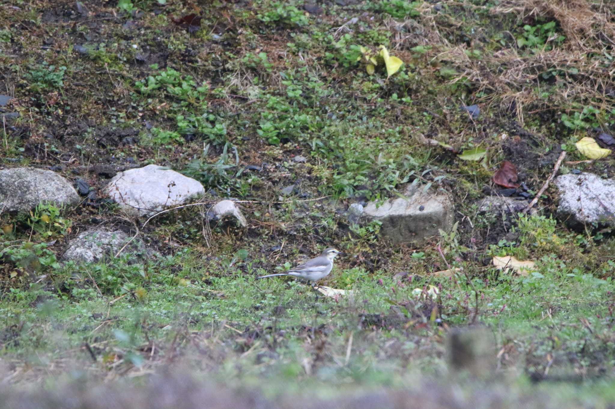 White Wagtail