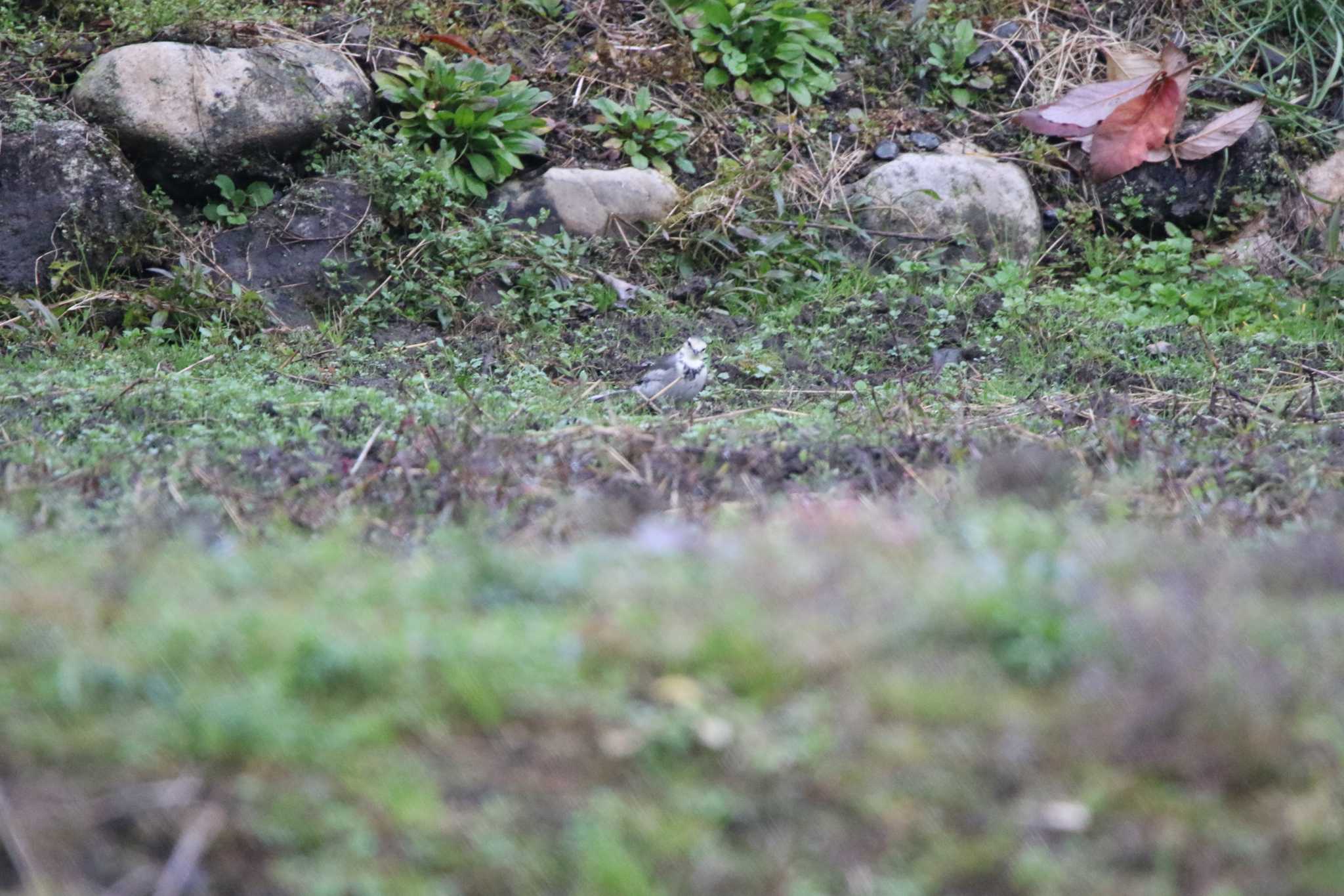 White Wagtail