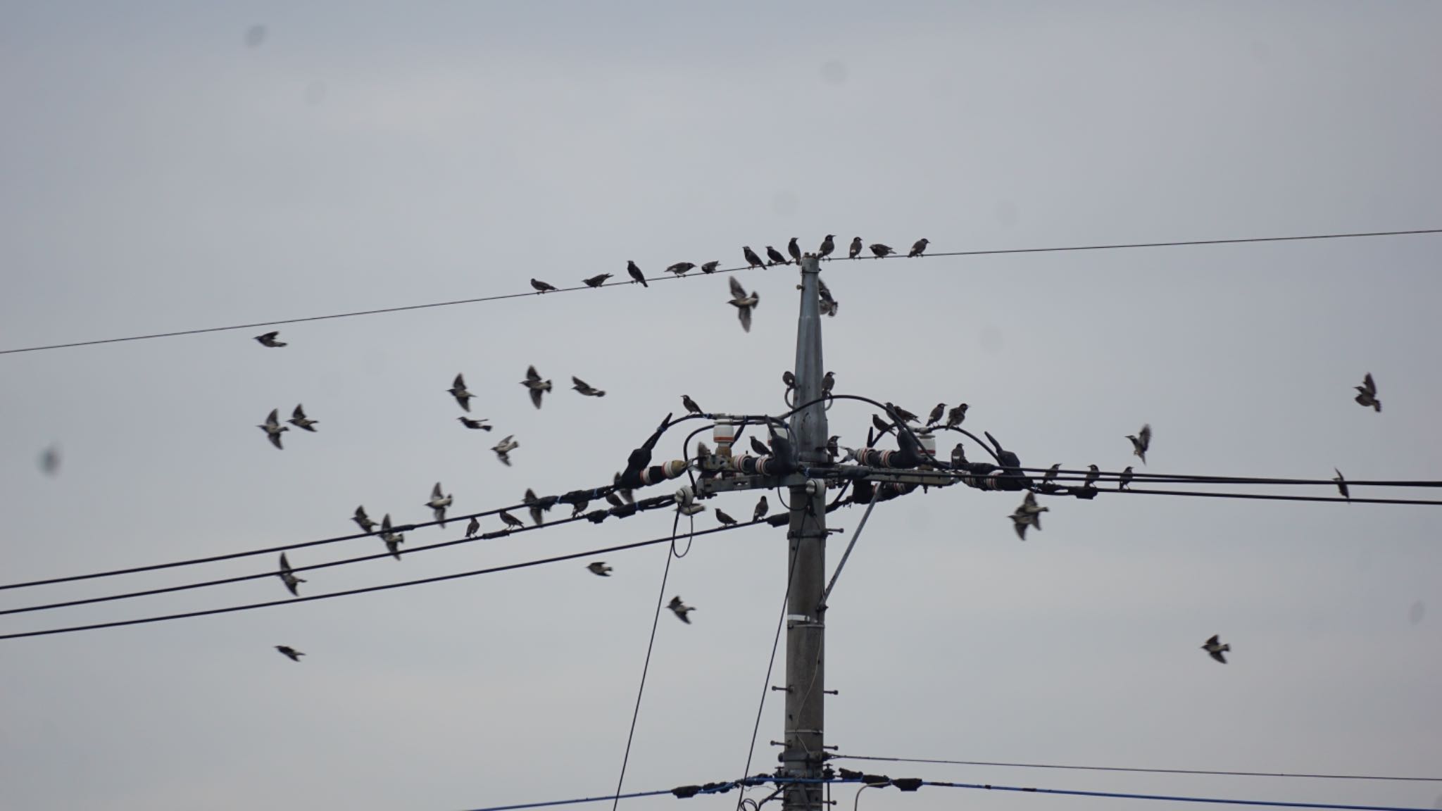 利根大堰探鳥会 ムクドリの写真 by 鳥散歩