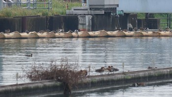 マガモ 利根大堰探鳥会 2020年11月3日(火)