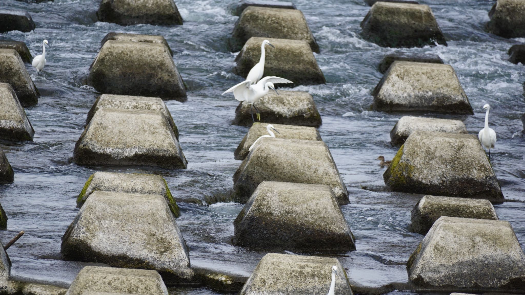 利根大堰探鳥会 コサギの写真 by 鳥散歩