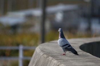 カワラバト 宮城県 鳥の海 2020年11月3日(火)