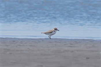 シロチドリ ふなばし三番瀬海浜公園 2016年9月3日(土)