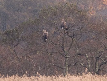 2020年11月1日(日) ウトナイ湖の野鳥観察記録