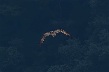 Osprey 神奈川県 Mon, 9/12/2016