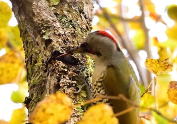 2020年11月3日(火) 山中湖文学の森の野鳥観察記録