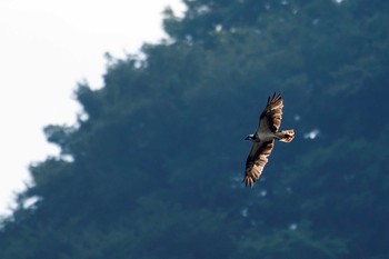 Osprey Unknown Spots Mon, 9/12/2016