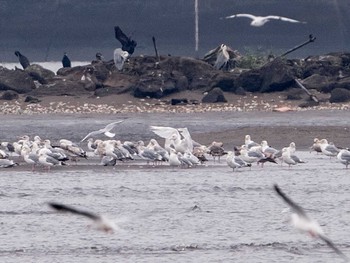 2020年11月3日(火) 葛西臨海公園の野鳥観察記録