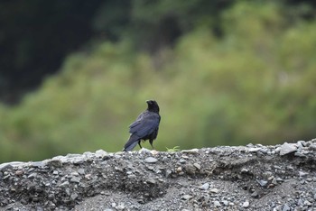 ハシボソガラス 場所が不明 2016年9月12日(月)