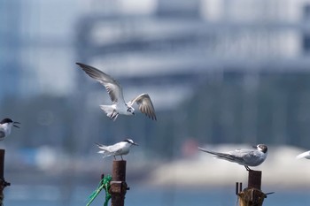 ハジロクロハラアジサシ ふなばし三番瀬海浜公園 2016年9月3日(土)