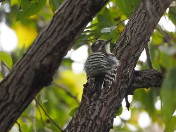 2020年11月3日(火) 浅羽野ビオトープの野鳥観察記録