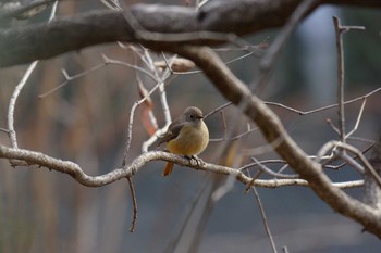 ジョウビタキ 場所が不明 2016年2月4日(木)