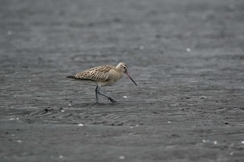 2020年10月10日(土) ふなばし三番瀬海浜公園の野鳥観察記録