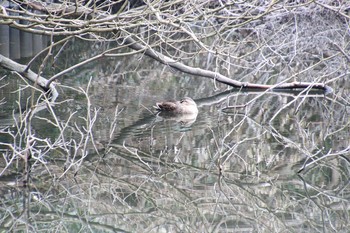 カルガモ 生田緑地 2020年2月15日(土)