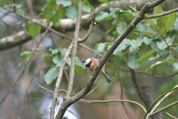 Varied Tit Moritogawa Sat, 8/8/2020