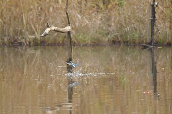 Common Kingfisher 四季の森公園(横浜市緑区) Tue, 11/3/2020