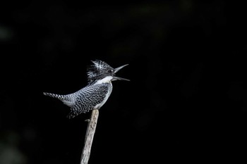 Crested Kingfisher Unknown Spots Mon, 4/18/2016