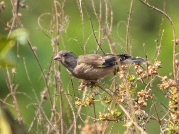 2020年11月1日(日) 芝川第一調節池(芝川貯水池)の野鳥観察記録