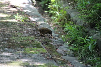 ガビチョウ 生田緑地 2016年6月4日(土)