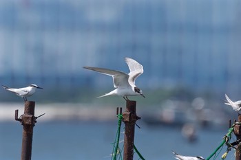 アジサシ ふなばし三番瀬海浜公園 2016年9月3日(土)