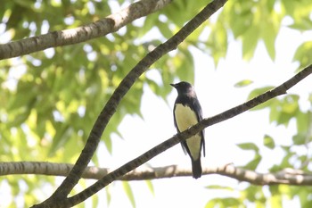 Blue-and-white Flycatcher Osaka castle park Sun, 9/11/2016