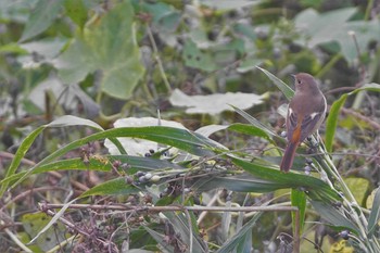 ジョウビタキ 野川 2020年10月24日(土)