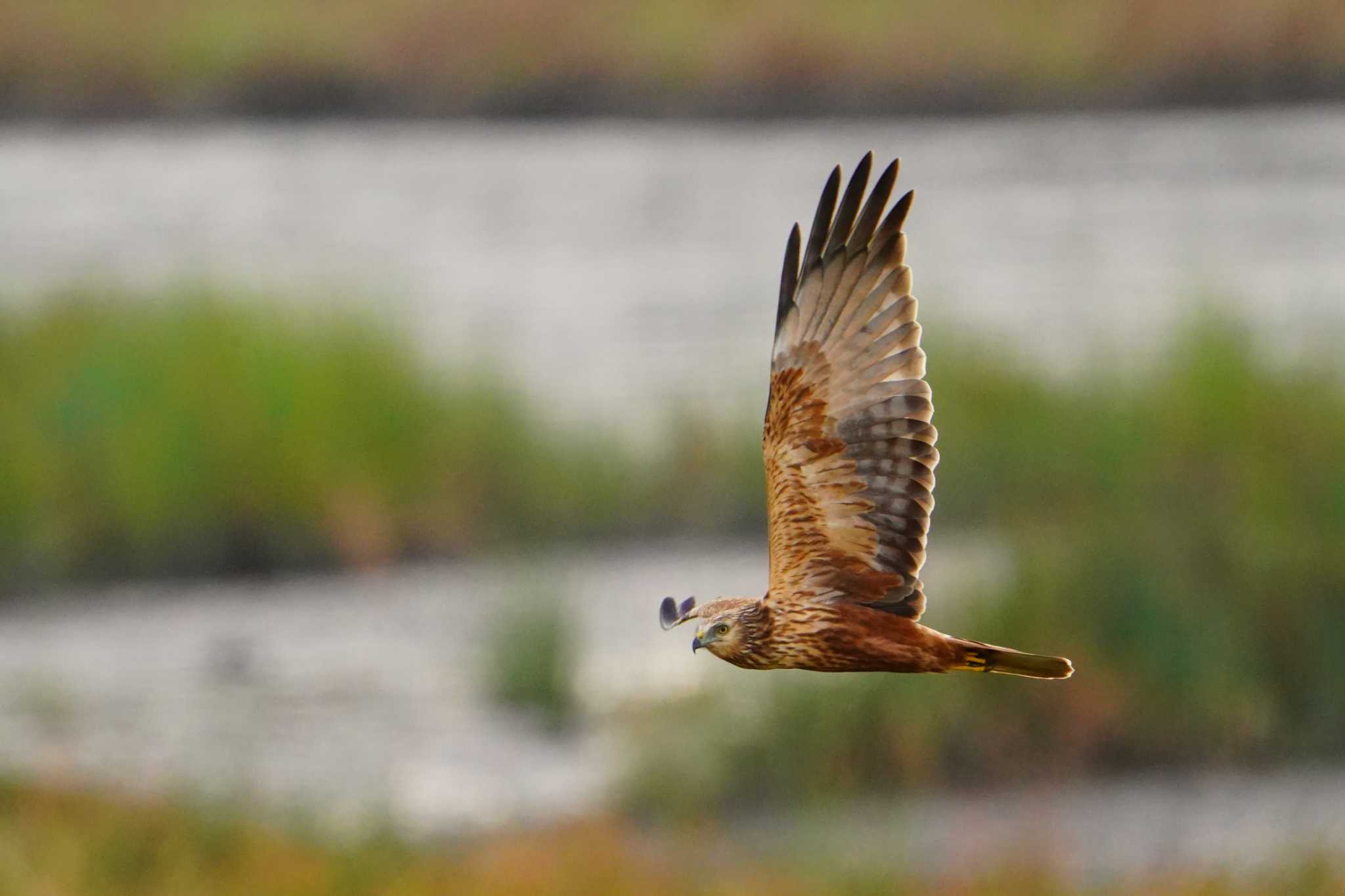 Photo of Eastern Marsh Harrier at さいたま市民家園 by 川４