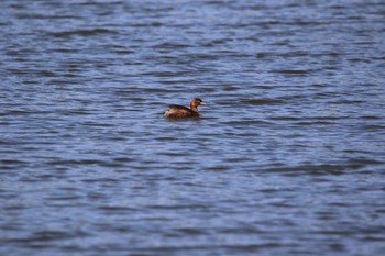 Sat, 10/31/2020 Birding report at 長居植物園