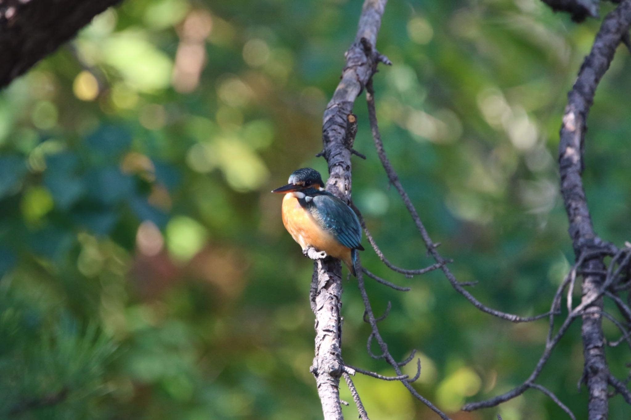 Common Kingfisher