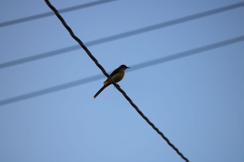 Grey Wagtail 深谷市 Wed, 11/4/2020