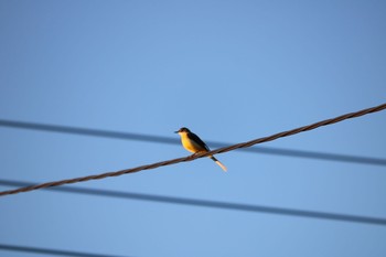 Grey Wagtail 深谷市 Wed, 11/4/2020