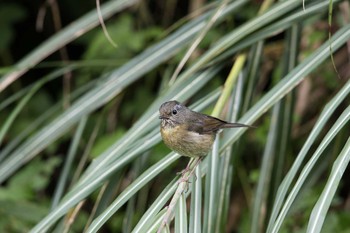 Collared Bush Robin 阿里山国家森林遊楽区 Mon, 7/18/2016