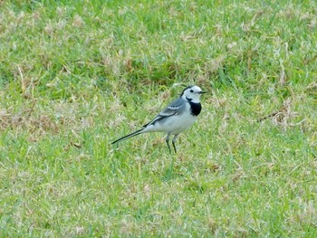 White Wagtail(alba) Tel Aviv, Israel  Tue, 11/3/2020