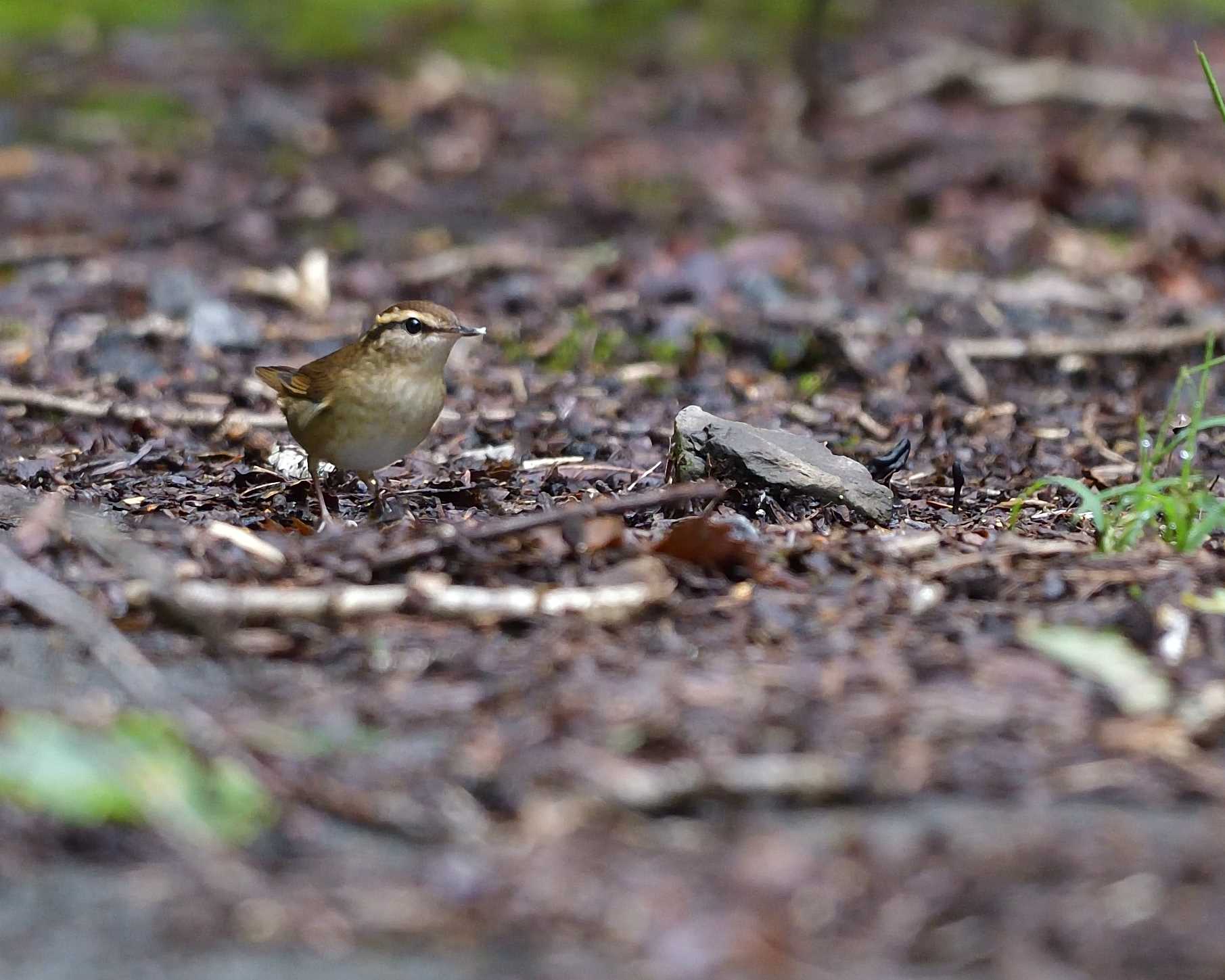 Photo of Asian Stubtail at Yanagisawa Pass by ちびすけ