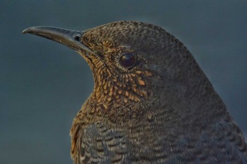 Blue Rock Thrush 堺浜 Wed, 11/4/2020