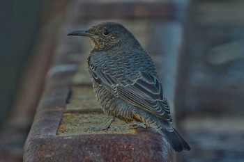 Blue Rock Thrush 堺浜 Wed, 11/4/2020