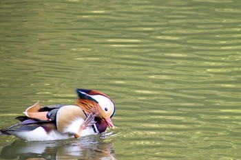 2020年11月3日(火) 京都市宝ヶ池公園の野鳥観察記録