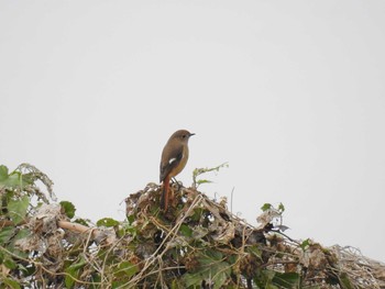 2020年11月3日(火) 芝川第一調節池(芝川貯水池)の野鳥観察記録