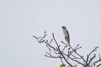 エゾビタキ 秦野 2016年9月17日(土)