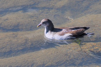 2020年11月4日(水) 鶴見川の野鳥観察記録