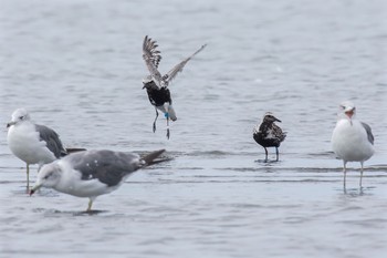 Grey Plover Sambanze Tideland Sat, 9/3/2016