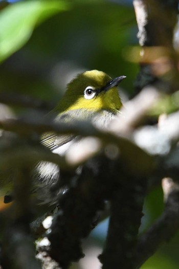 Warbling White-eye 旭公園 Sat, 10/31/2020