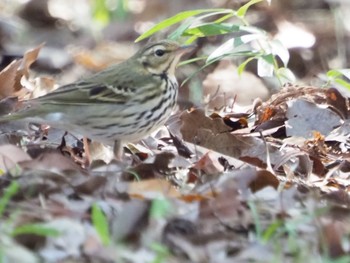 ビンズイ 日岡山公園 2020年11月3日(火)