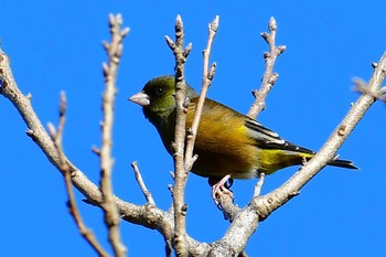 Grey-capped Greenfinch 旭公園 Fri, 1/11/2019