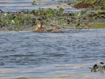 2020年9月25日(金) 南良津親水公園の野鳥観察記録