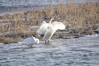 Whooper Swan 十勝エコロジーパーク Wed, 11/4/2020