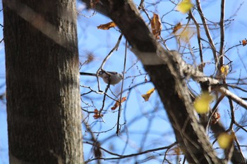 Long-tailed tit(japonicus) 十勝エコロジーパーク Wed, 11/4/2020