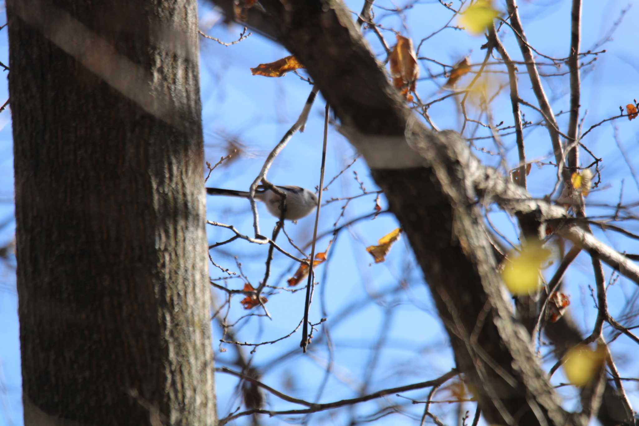 Photo of Long-tailed tit(japonicus) at 十勝エコロジーパーク by ノビタキ王国の住民 